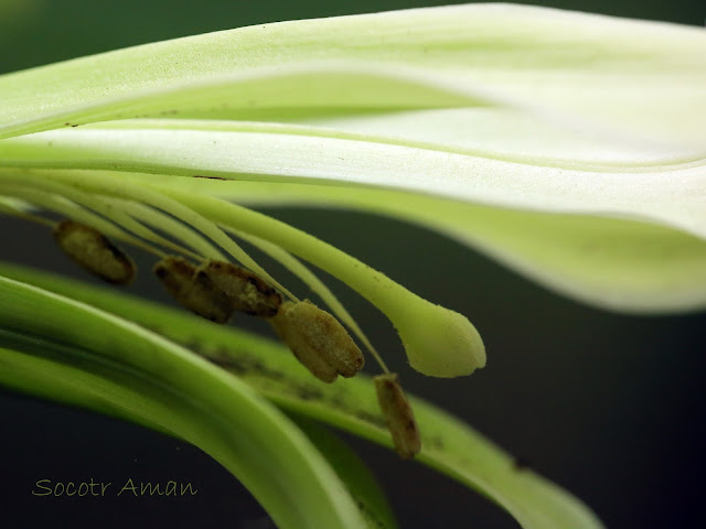 Cardiocrinum cordatum