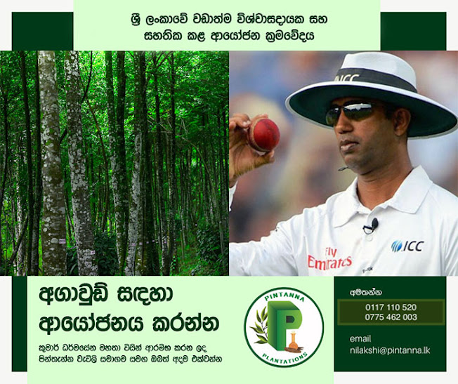 පින්තැන්න ප්ලාන්ටේෂන්ස්  - සහතික කල ප්‍රතිලාභ සමග විශ්වාසවන්ත ආයෝජනයක් - PINTANNA PLANTATIONS (PVT) LTD