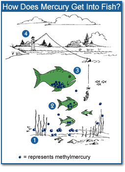 The Fish Model: How Mercury Ends Up in Our Food