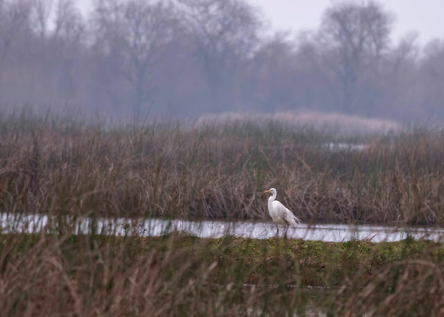 Sandhill Cranes, ducks, pintail ducks, bufflehead ducks, bird, bird watching, California, Sacramento, nature, egrets,