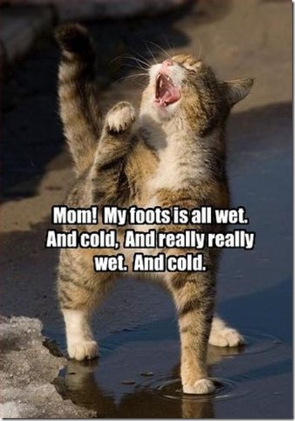 funny pictures of animals. 2010 Funny Animals With