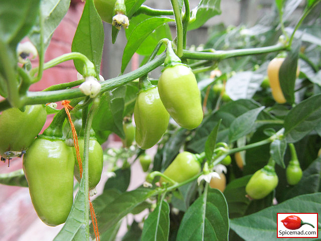 Peruvian White Habanero - 28th August 2022