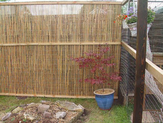 Bamboo Screen at the back of the Cat Run