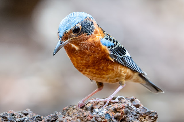 An Bui 2024 Dong Nai - White Throated Rock Thrush (Hoét đá họng trắng)