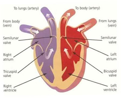 Simple heart diagram | Simple heart diagram labeled | Human heart diagram