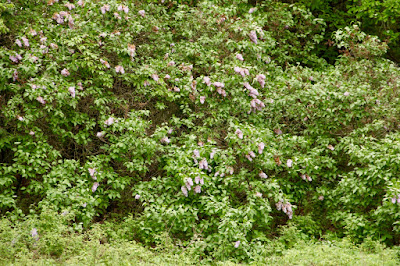 local lilacs in bloom