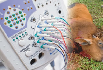 EEG - ilustrasi penelitian penyembelihan hewan
