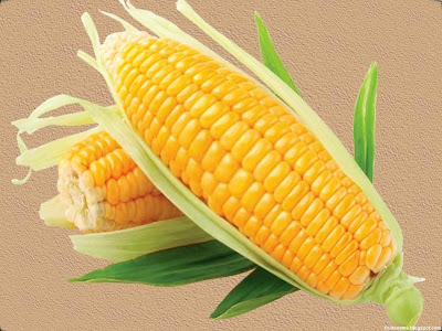 corn pictures