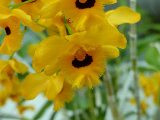 Dendrobium fimbriatum