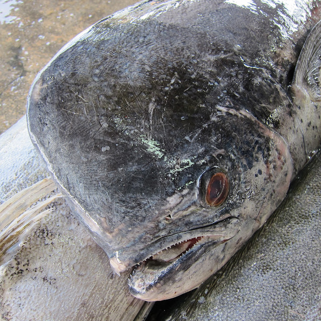 Where_to_Buy_Fish_Pontian