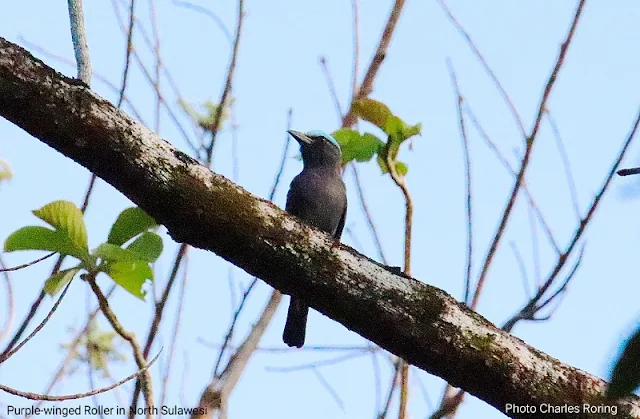 Purple-winged Roller (Coracias teminckii)