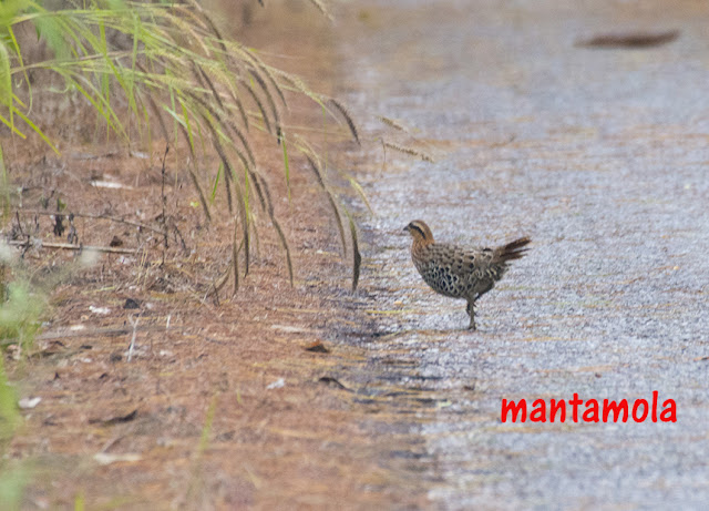 Mountain Bamboo Partridge