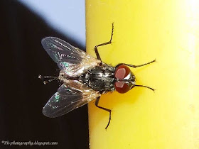 Common House Fly