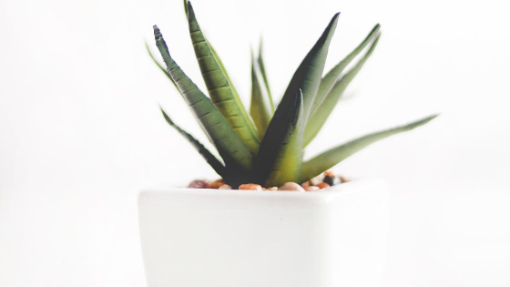 Manfaat Lidah Buaya (Aloe Vera) Untuk Kulit Wajah Usia 30 Tahunan