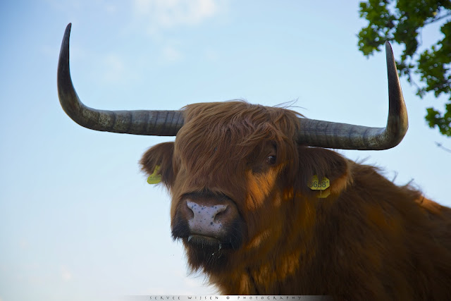 o'n Schotse Hooglander met z'n grote hoorns is best indrukwekkend vanuit zo'n laag standpunt - A Scottish Highlander with its large horns is quite impressive from a low point of view