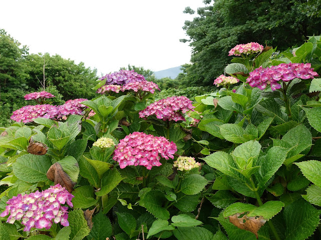 鳥取県米子市淀江町小波　高速道路沿いの道　アジサイ（紫陽花）