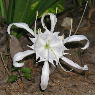 Spider lily by Muhammad Mahdi Karim (www.micro2macro.net) (CC-by-SA-2.5)