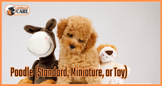 Poodle (Standard, Miniature, or Toy)