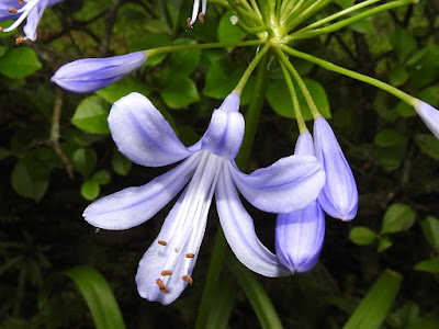 百子蓮的花