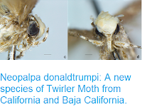 http://sciencythoughts.blogspot.co.uk/2017/05/neopalpa-donaldtrumpi-new-species-of.html