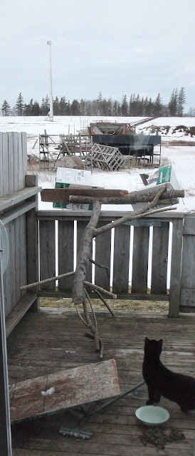 Cat Tree on porch with black cat