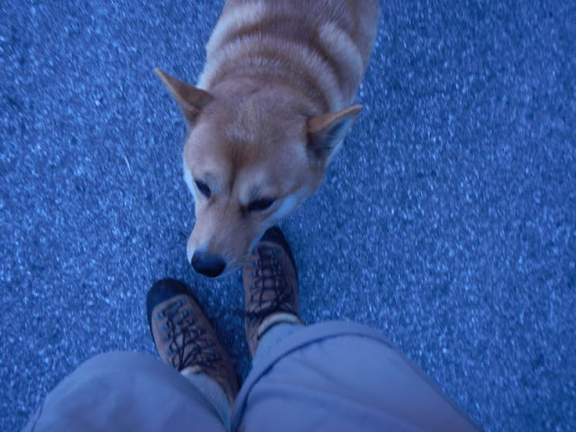 両神山で出会った犬