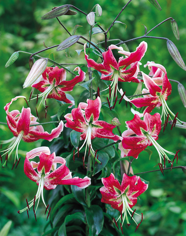 Lilium speciosum 'Black Beauty'