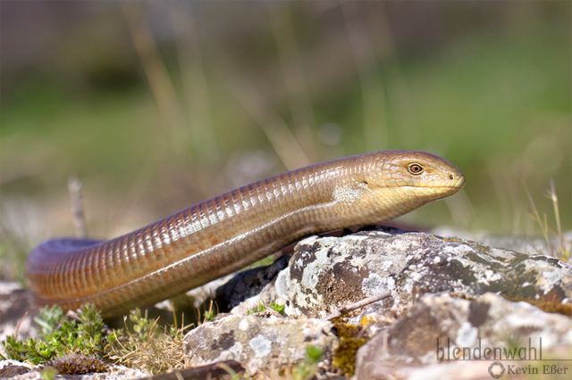 Scheltopusik - Pseudopus apodus