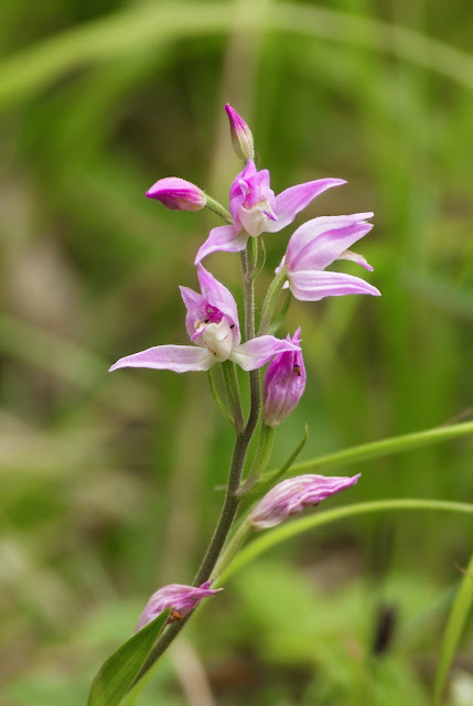 Red Helleborine - Buckinghamshire