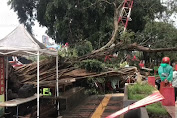 Pohon Raksasa Tumbang Timpa Lapak Pedagang di Blitar, 10 Luka-Luka