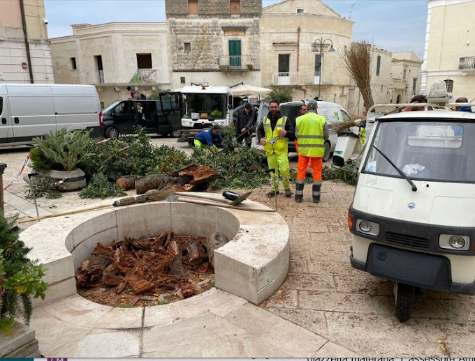 Matera: crolla il secolare carrubo di piazzetta San Giovanni
