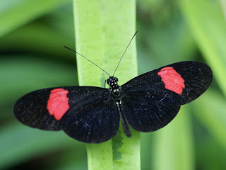 Heliconius sp. - Heliconius non identifiés 