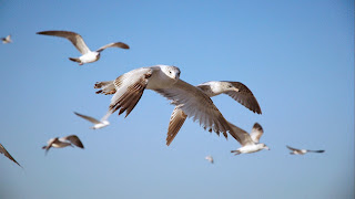 Wallpaper met vliegende vogels