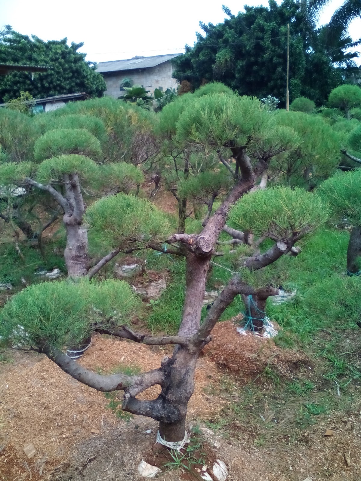 Tukang Taman Murah Jual murah pohon bonsai cemara udang 