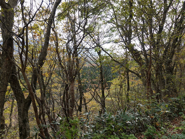 大山の香取の山道からの眺望