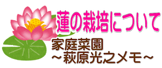 ざ 蓮 はす の栽培について 萩原光之の家庭菜園メモ