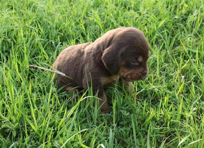 Bloodhound Puppies Pictures