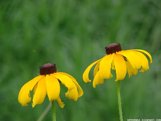 루드베키아(rudbeckia)