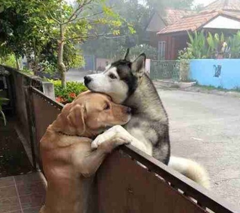 Cachorro solitário escapa para abraçar seu amigo