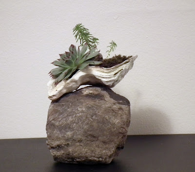 Oyster shell with succulent plants on calcite rock