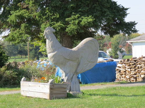 concrete chicken