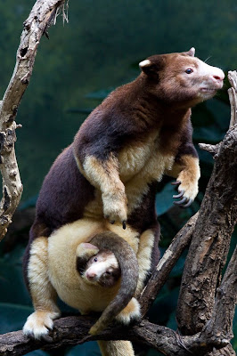 Tree Kangaroo Seen On www.coolpicturegallery.net