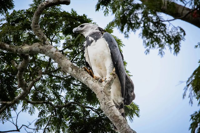 O encontro extraordinário com o majestoso gavião-real na mata atlântica mineira depois de um século