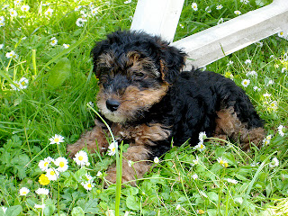 Welsh Terrier Puppy Picture