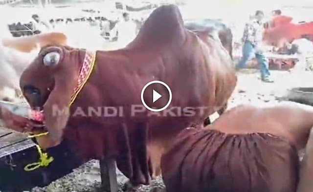 Beautiful Bull For Qurbani 2014 in Shahpur Kanjra Cow Mandi Mandi 2014 2014 video, Beautiful Bull For Qurbani 2014 in Shahpur Kanjra Cow Mandi Mandi 2014 2014 dailymotion,qurbani 2014, cow mandi, cow mandi pakistan,