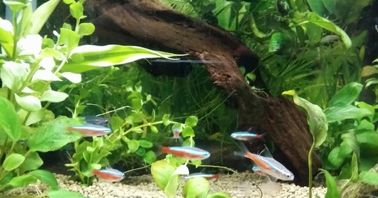 まめ吉の よしなしごころな毎日 水草リシマキア