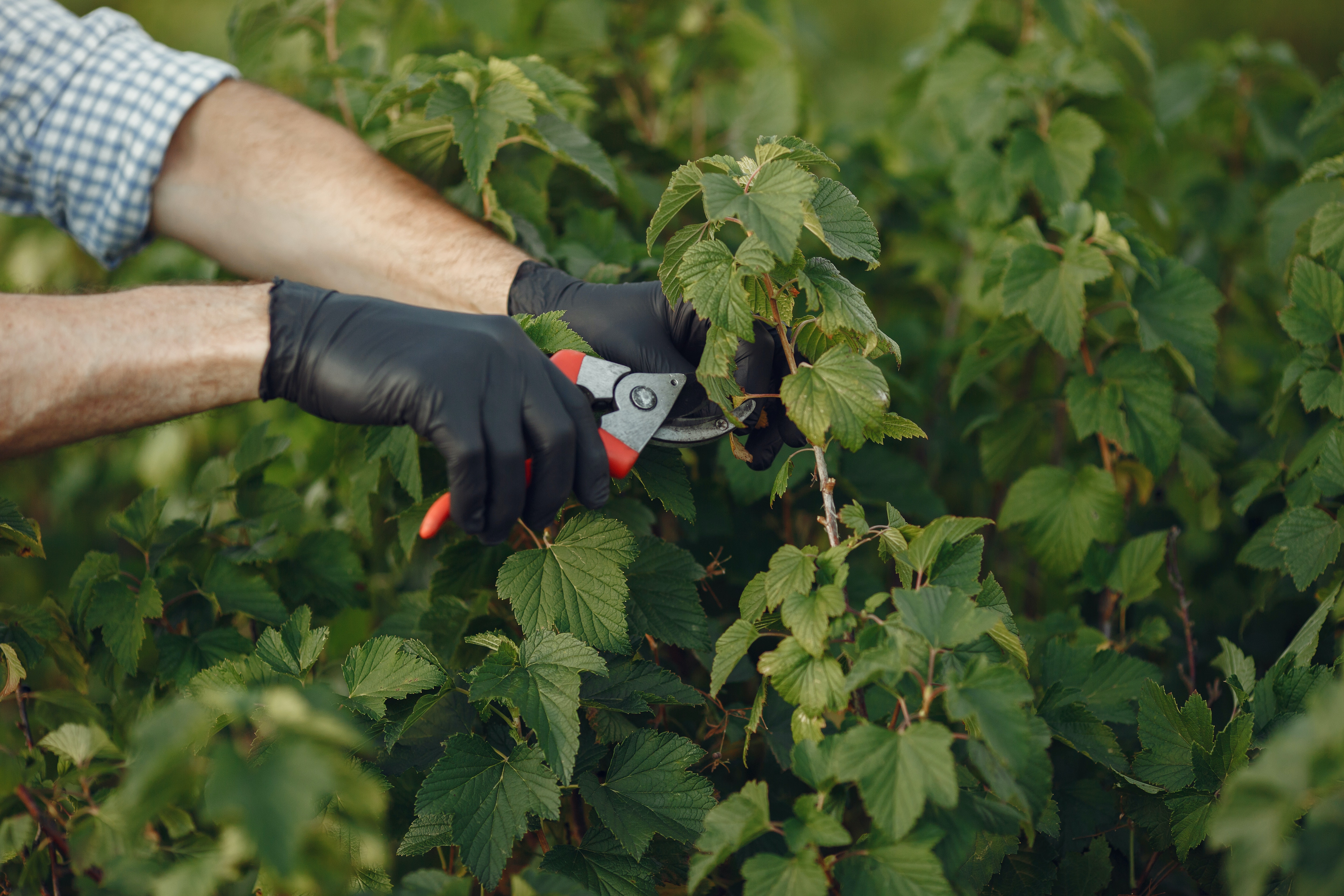 Pruning Tool Sterilization: The Ultimate Guide to Methods and Techniques