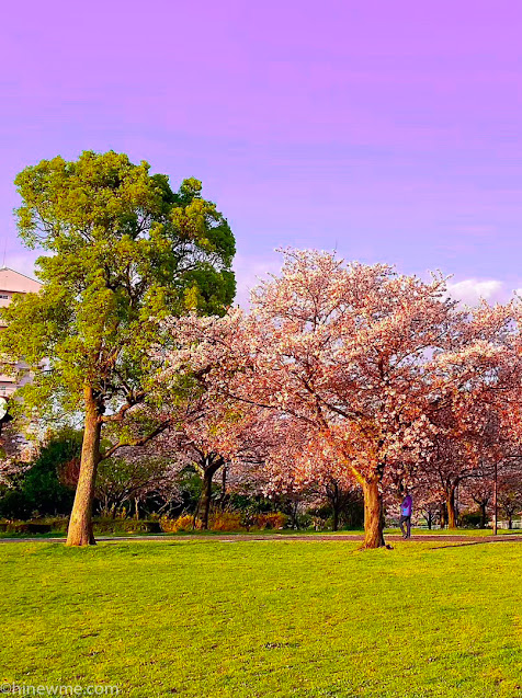 16Flowers photography skill tips，33 flower landscape