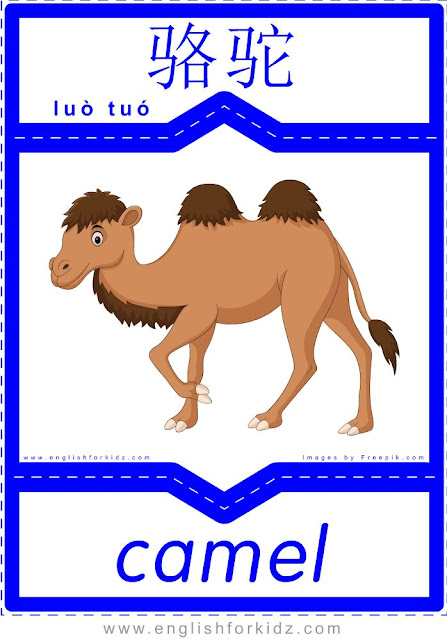 Camel - English-Chinese flashcards for wild animals topic