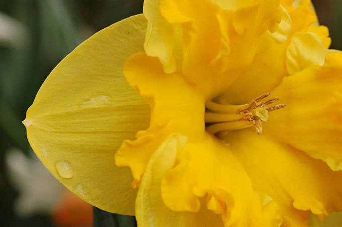 jonquil flower